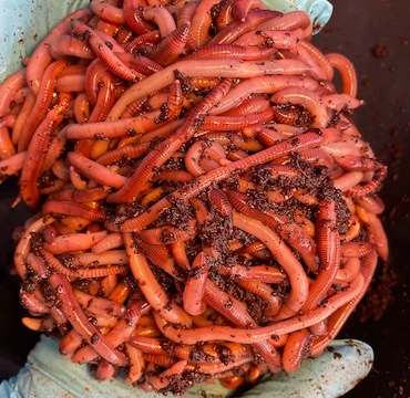 garden worms used for composting